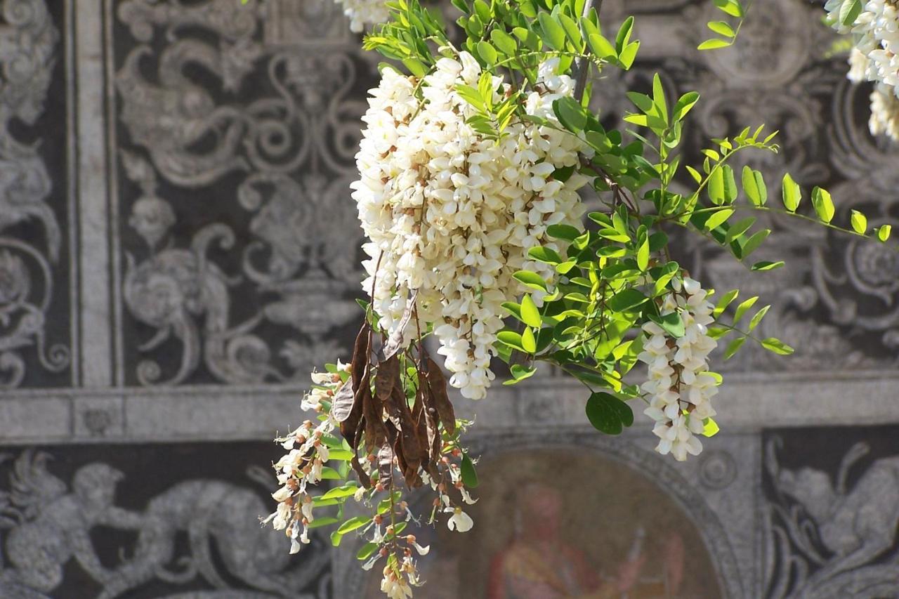 Acacia Firenze - Primula Apartment Bagian luar foto